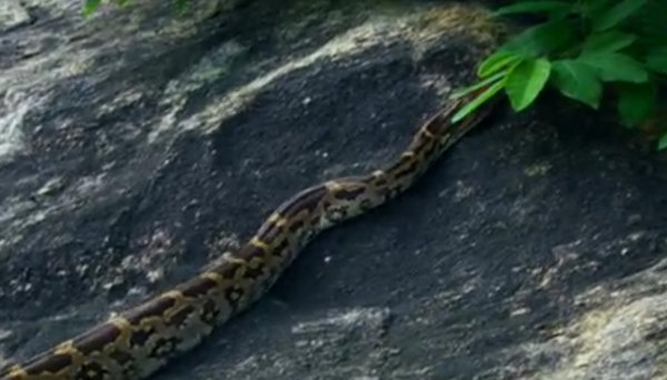 深入虎穴探尋四子之家，拍攝老虎的神秘生活，虎媽和虎崽們的故事