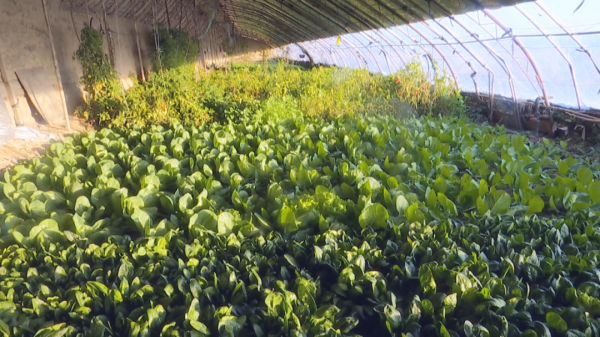 大棚種植，把美好願景“種”出來～