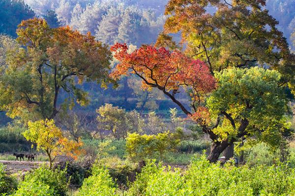 終於等來了!“紅軍村”裡烏桕紅,中國最美烏桕谷裡羅城又熱鬧了 終於等來了!“紅軍村”裡烏桕紅,中國最美烏桕谷裡羅城又熱鬧了