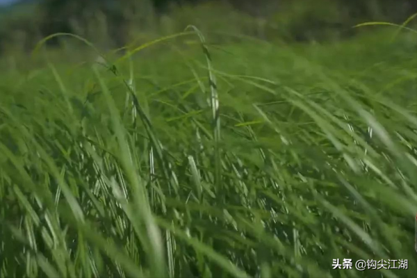 你被想象中的“一鉤觸底一鉤懸浮”坑害了多少年你知道嗎？