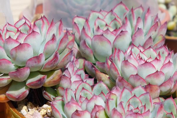 多肉植物如何正確施肥？說說我的看法