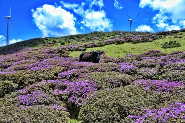 圖片分享一一乎倫貝爾大草原美景