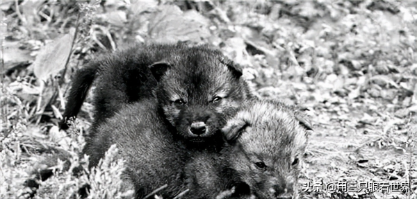 「知青往事」一位知青前輩講述的故事 「知青往事」一位知青前輩講述的故事