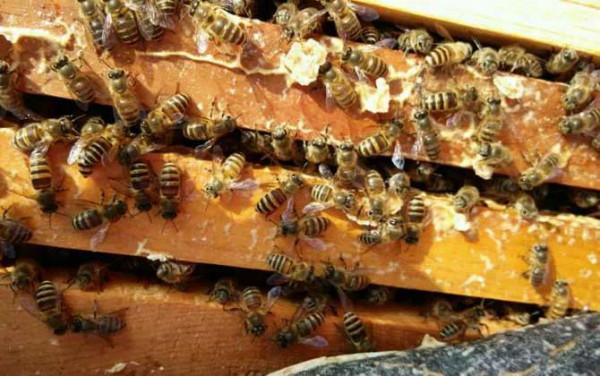 蜜蜂開箱的正確時間及注意事項 蜜蜂開箱的正確時間及注意事項