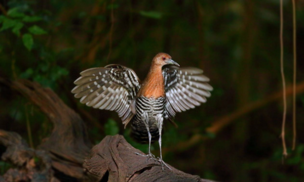 “嗓之眼”最大的鴿子小笠原雜色林鴿，和能“復活”的白喉秧雞