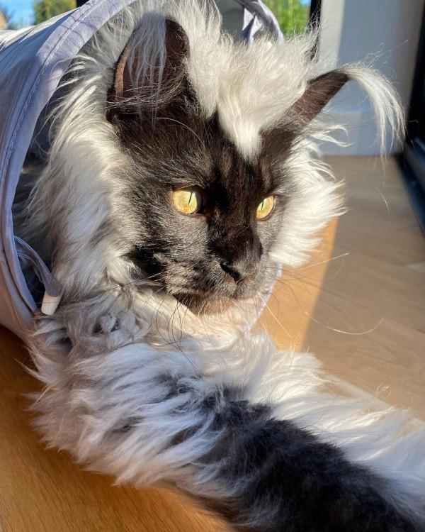 外國妹子養了只猴裡猴氣的緬因喵,這畫風,太大佬了 外國妹子養了只猴裡猴氣的緬因喵,這畫風,太大佬了