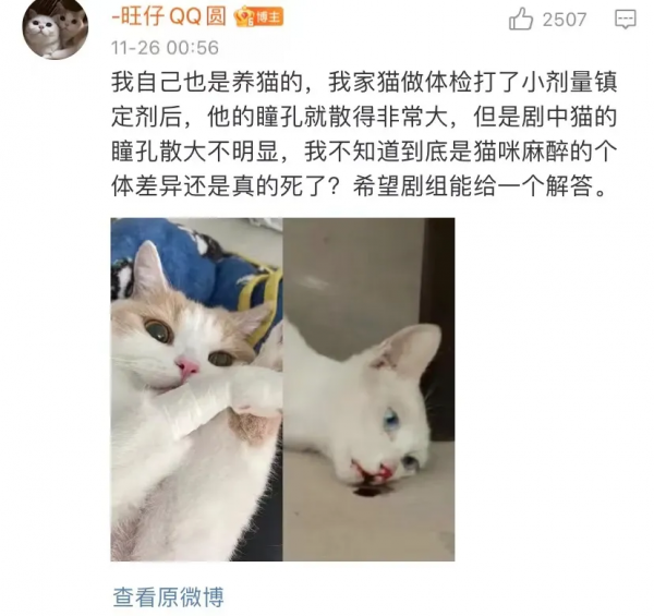 所以於正劇組虐貓了嗎