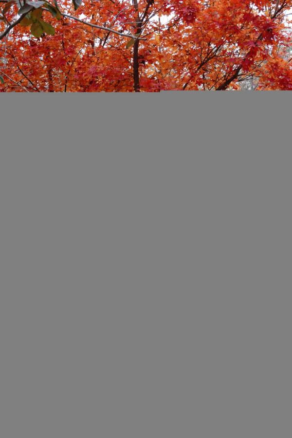 北京通州本地人經常去的三座公園,各有特色,很值得玩 北京通州本地人經常去的三座公園,各有特色,很值得玩