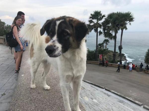 暹羅的精靈——泰國擼貓之旅