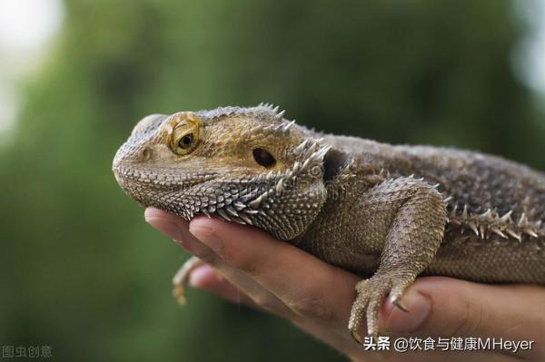 爬行動物使寵物市場升溫，對爬寵的愛勝過傳統寵物，是否理性