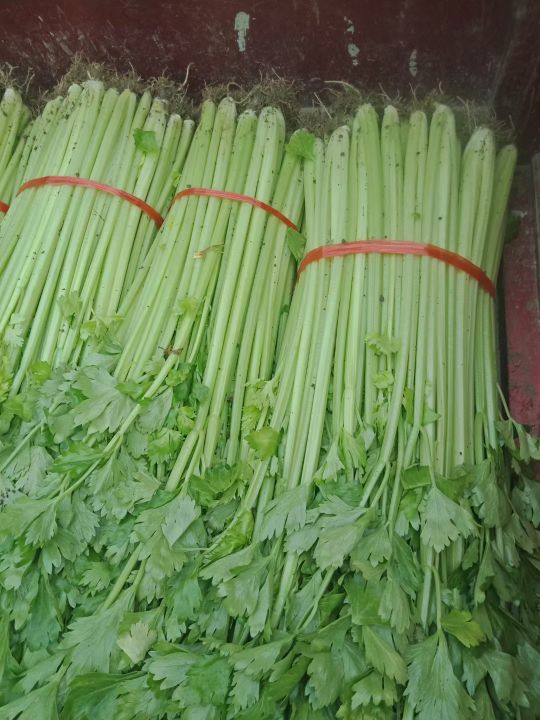 山東香芹大量現貨