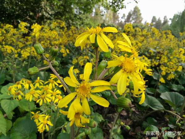 有風吹不倒,無風自輕搖—顛覆想象的大吳風草 有風吹不倒,無風自輕搖—顛覆想象的大吳風草