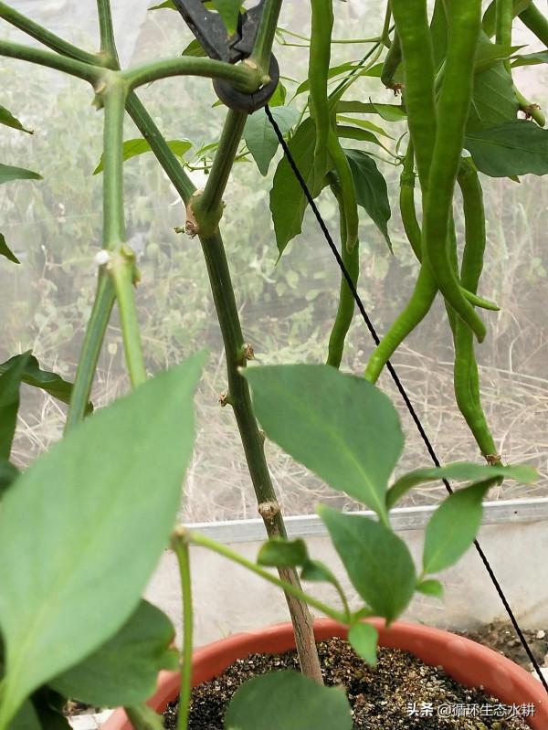 接地氣的小微型家庭農場