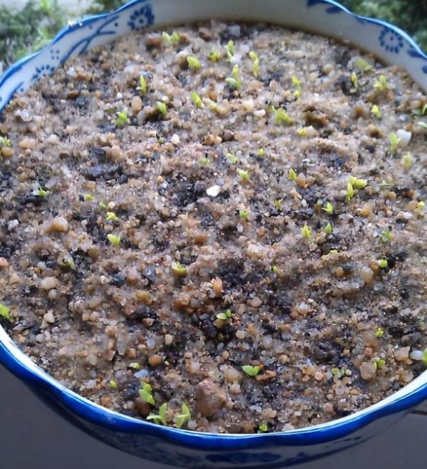 用這3種“果核”，養成水果盆栽，能結果，比養花、養樹強多了