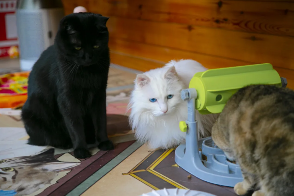 麻條條失蹤了?貓辦貓們玩兒起了劇本殺 麻條條失蹤了?貓辦貓們玩兒起了劇本殺