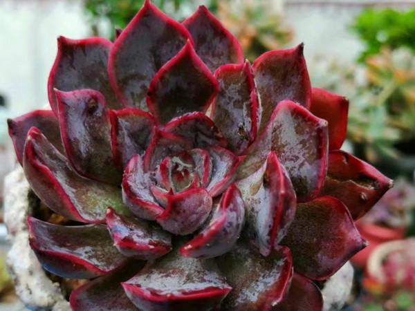 秋天換種方式養多肉，少施肥多澆水，養出爆頭小手捧，老樁大長腿