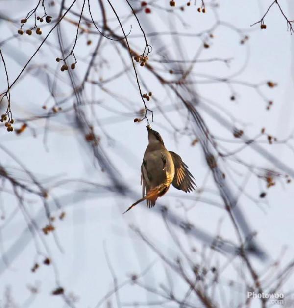 分享圖片——最美的鳥語花香集錦