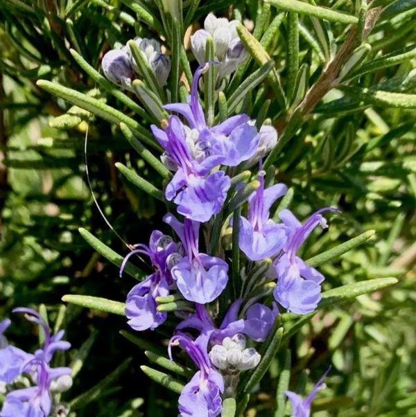 6種香草盆栽，掐個葉子就能吃，味道清香四溢