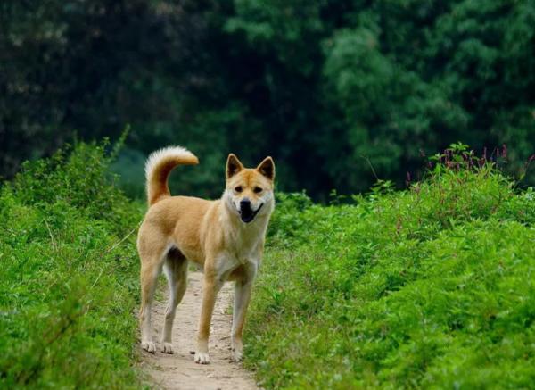 這些狗狗如果“被打”,可能會記恨你一輩子,打罵須謹慎 這些狗狗如果“被打”,可能會記恨你一輩子,打罵須謹慎