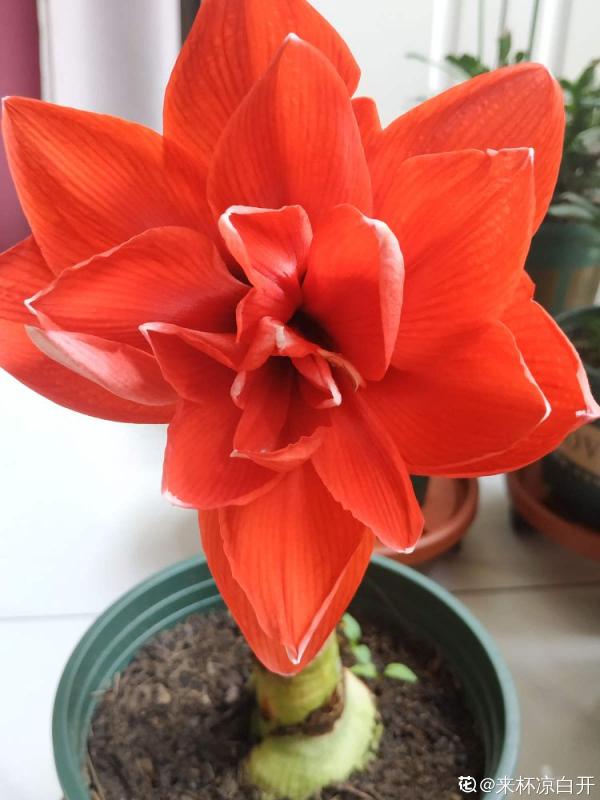 9種花,適合在陽臺養,陽臺全年開滿花,小陽臺變“花海” 9種花,適合在陽臺養,陽臺全年開滿花,小陽臺變“花海”