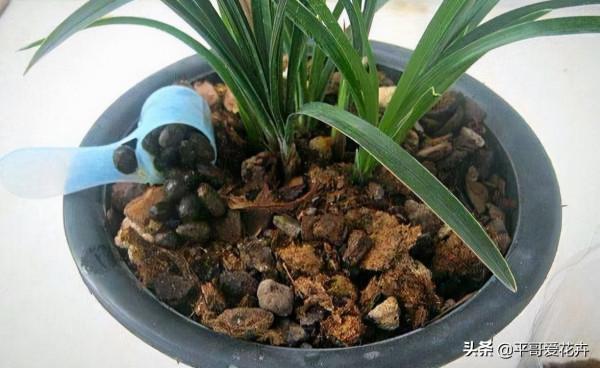 冬天出門撿點“垃圾”，拿回家扔盆裡，啥花都很喜歡，你試過嗎