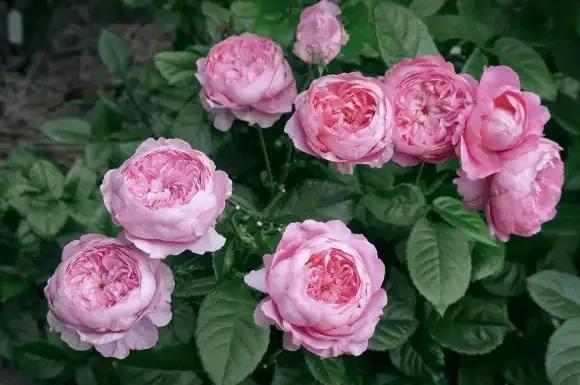 月季品種裡，據有牡丹月季之稱的6個品種，爭奇鬥豔，美不勝收