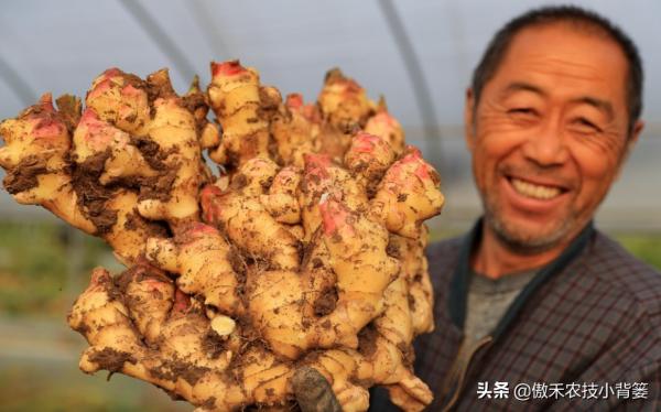 生薑採收分為收種姜、收嫩姜、收老薑,3次採收的時間與方法不同 生薑採收分為收種姜、收嫩姜、收老薑,3次採收的時間與方法不同