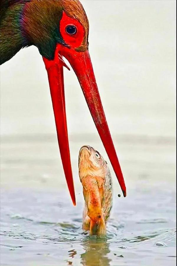 分享：抓拍動物精彩瞬間，驚豔絕倫，實為罕見