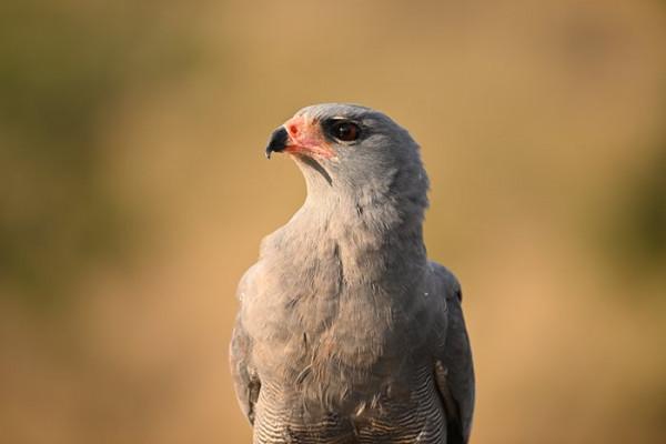 尼康Z9釋出給了老尼康使用者一劑強心劑,接下來就等著技術下放了 尼康Z9釋出給了老尼康使用者一劑強心劑,接下來就等著技術下放了