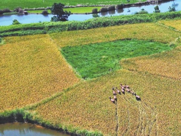 美麗的鄱陽湖,我的家——野放麋鹿的“自述” 美麗的鄱陽湖,我的家——野放麋鹿的“自述”