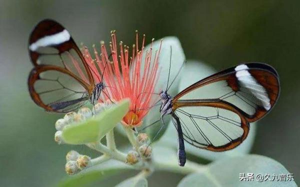世界上最美麗的蝴蝶