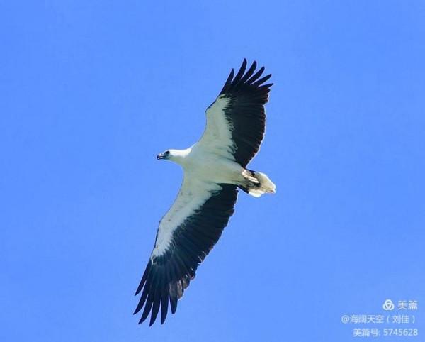 鳥類空中的戰鬥機&mdash;&mdash;白腹海雕