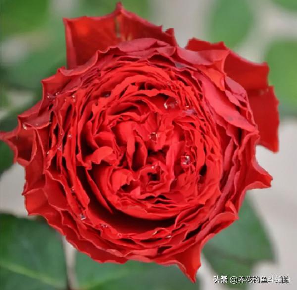 新手總養不好月季，就是因為這三動作“太勤快”，糾正就能爆盆了