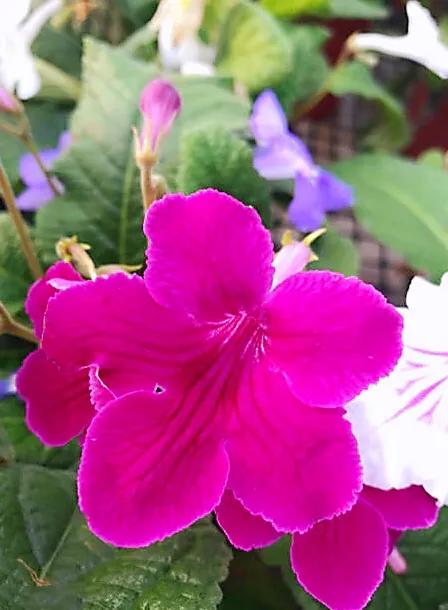 海角櫻草（堇蘭）