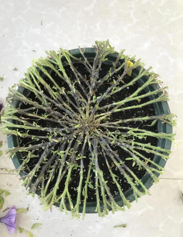 矮牽牛花，要想開花爆盆，就要大剪大修，有舍才有得