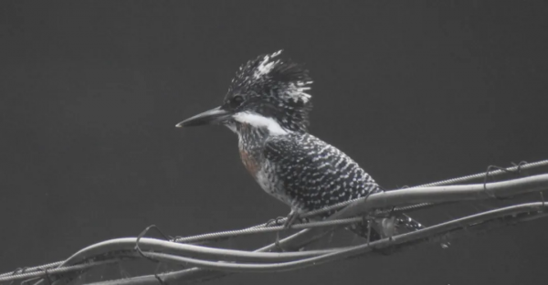 北京生物圖鑑 | 冠魚狗