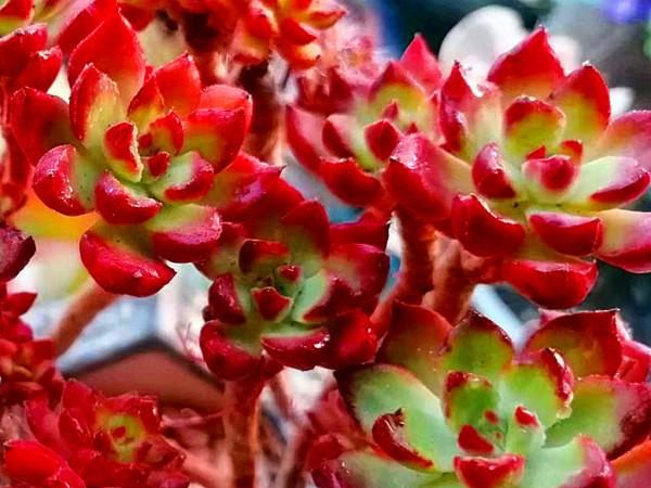 秋天對付這些愛穿裙子的多肉，有的要狠，有的要寵，變美才是目的