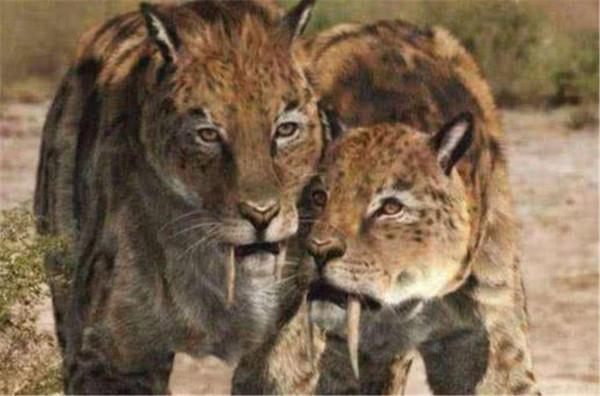 湖北神農架出現過山黃，像虎又像豹，有華南虎的2倍大4倍重