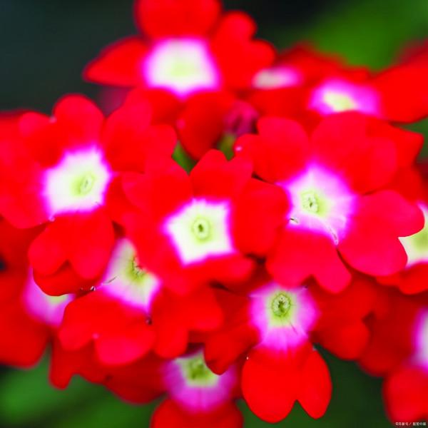 朋友圈發曬花的說說 曬花的簡單說說 朋友圈發曬花的說說 曬花的簡單說說