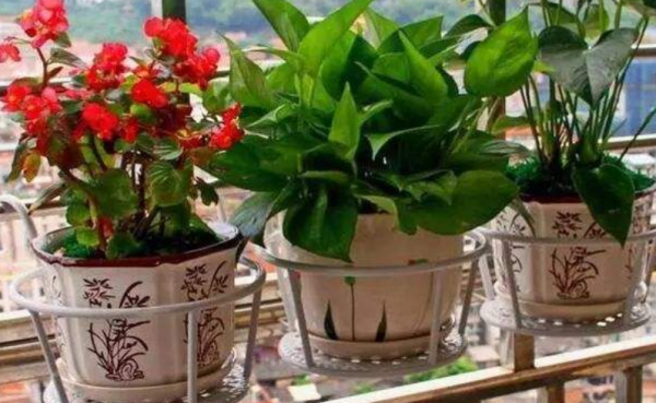 蘋果皮拿來養花,效果比肥料還好,花像打了雞血一樣瘋長 蘋果皮拿來養花,效果比肥料還好,花像打了雞血一樣瘋長