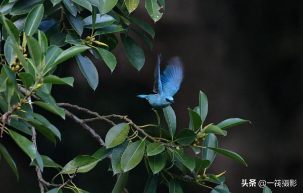 活躍在華南植物園裡的銅藍鶲
