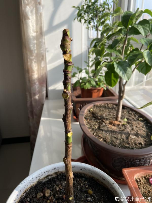 大葉子耐陰花，室內一定養，葉子比臉大，真涼快