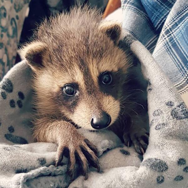 老奶奶親手喂大的小浣熊，被放回野外後，連續3年回家看望奶奶