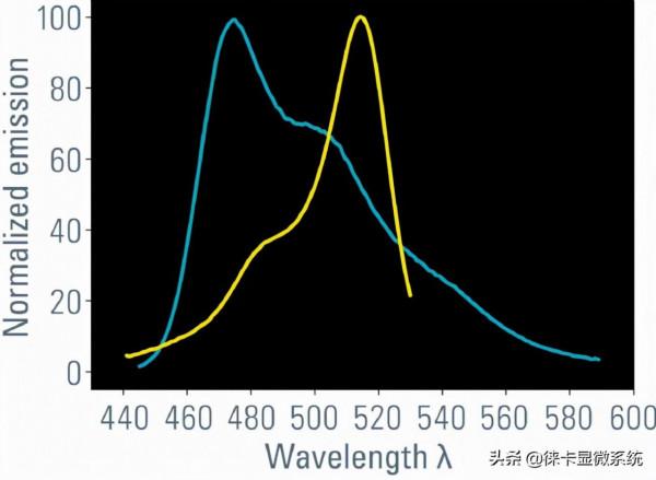 徠卡共聚焦課堂第11講：熒光壽命成像與熒光共振能量轉移