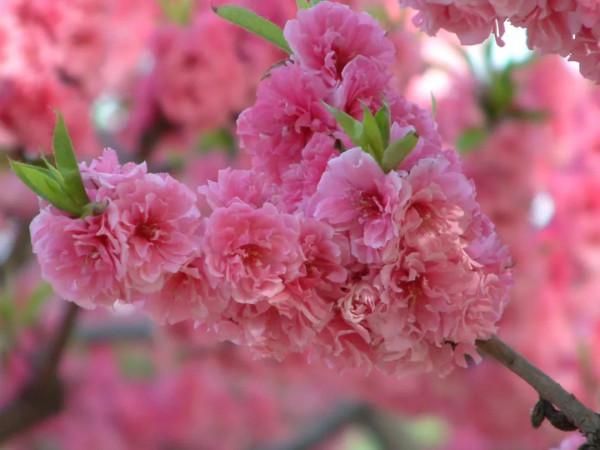 春節，來逛廣東花市嗎？丨花顏鳥語