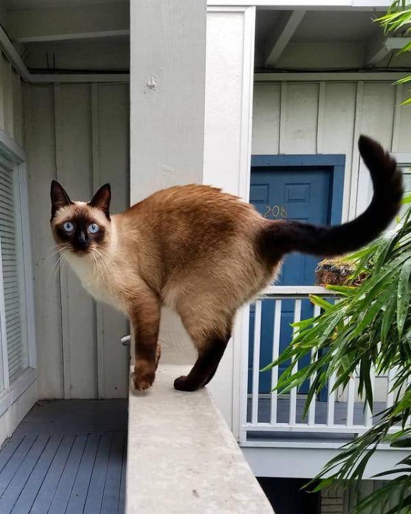 被慣壞的暹羅貓,會有這些表現,你家貓中了幾個? 被慣壞的暹羅貓,會有這些表現,你家貓中了幾個?