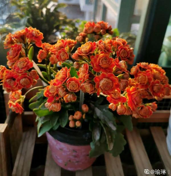 花600塊買的大花蕙蘭，掉個苞20塊錢沒了，心疼···