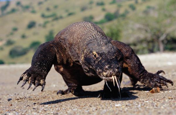 現存最大的蜥蜴，“被神話”的科莫多巨蜥，其真正實力究竟咋樣？