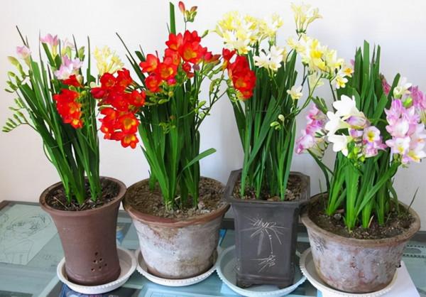 好養如蒜苗的香水花，適合冬天養，八九個顏色輪流開，又美又仙