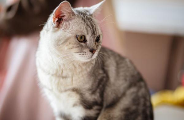 引起美短貓“淚痕”的原因，現在全告訴你